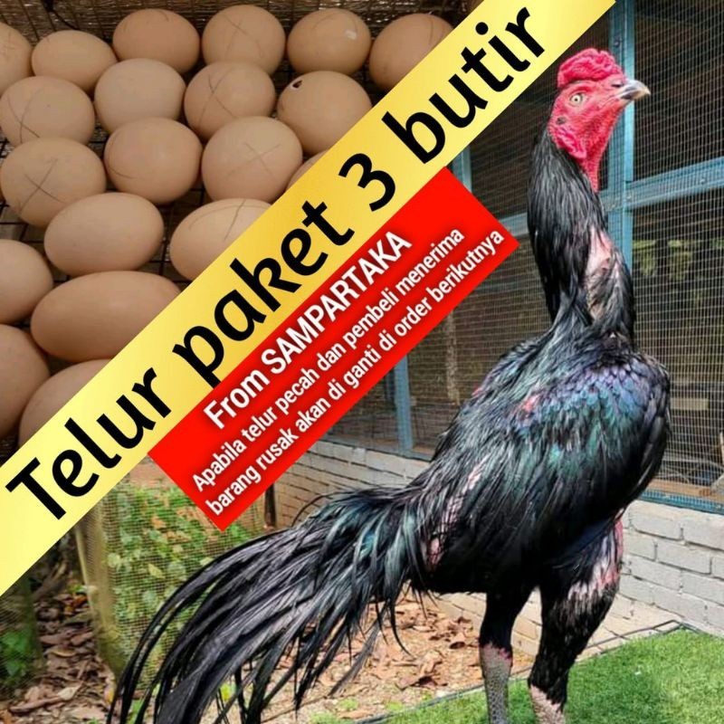

telur fertil ayam Bangkok ekor lidy super pakhoy