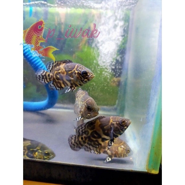 Oscar Tiger Batik / Ikan Predator Oscar Tiger Batik