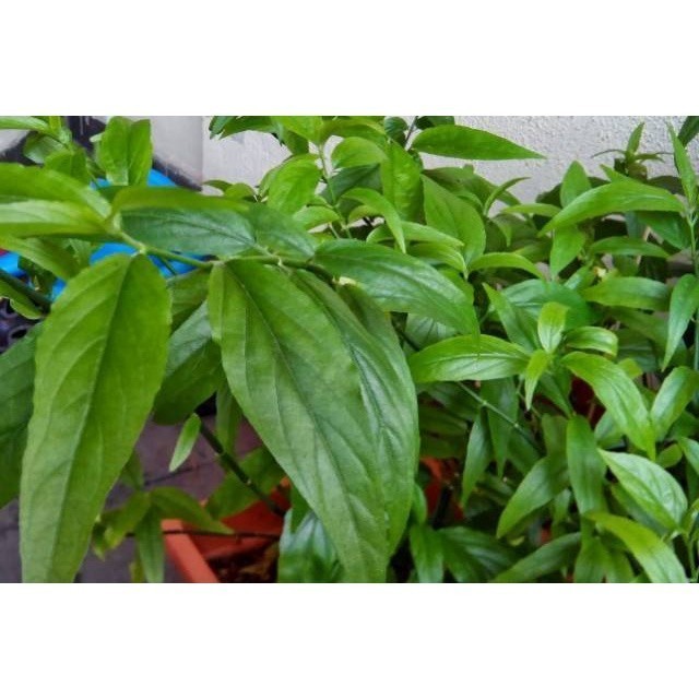 

Promo Daun belalai gajah 250 gram segar kalingsir sabah snakegrass buat obat herbal COD