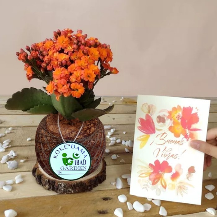 Kokedama cocor bebek bunga orange