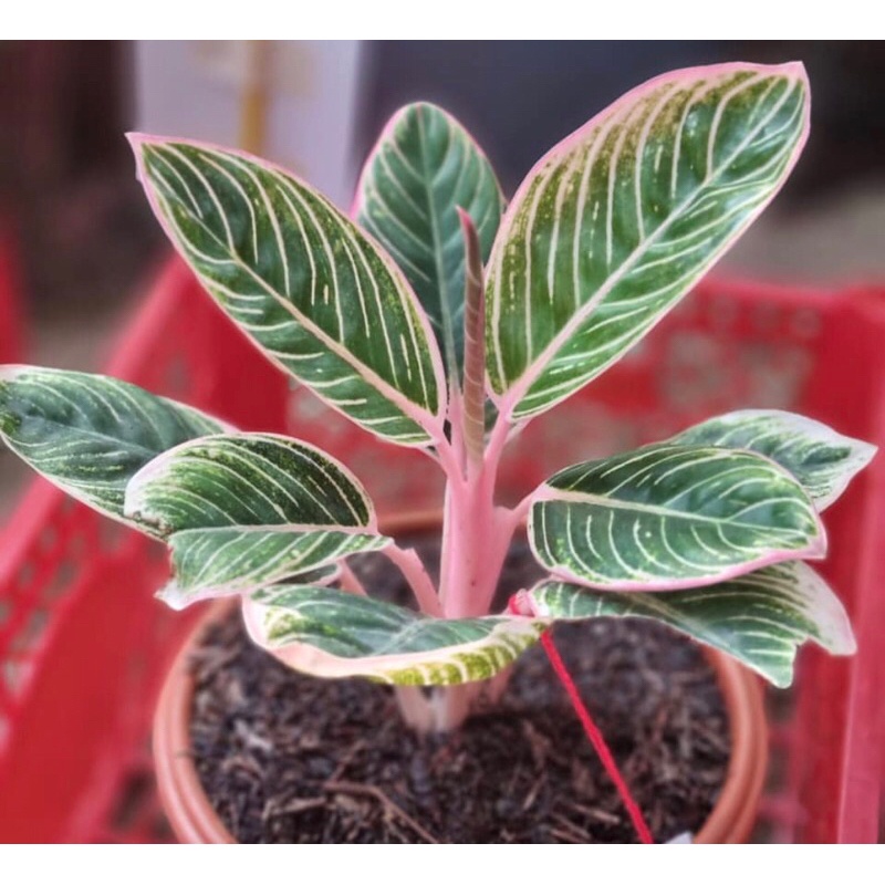 Aglonema minion baby - tanamanhias aglonema minion