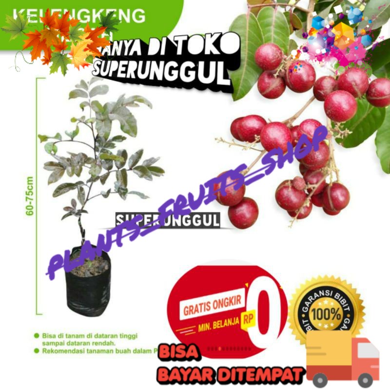 Bibit kelengkeng merah unggul
