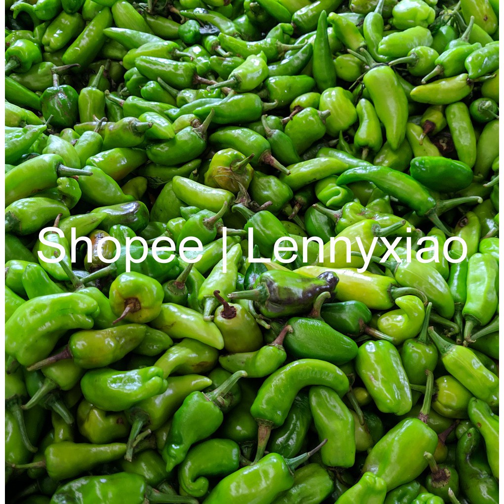 

Cabe Hijau Besar Khas Kalimantan Pontianak 500gr