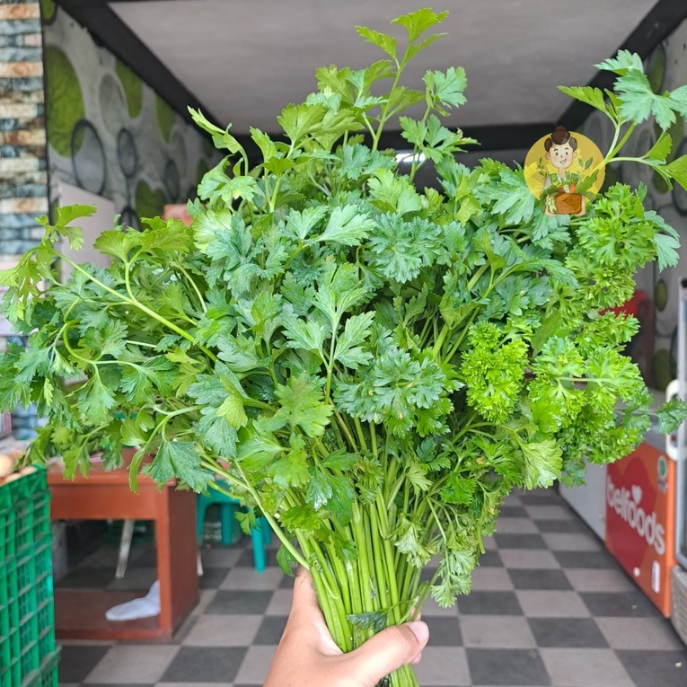 

Daun Petercelly / Daun Parsley / Daun Peterceli 50gr - Sayur Segar Instan Malang