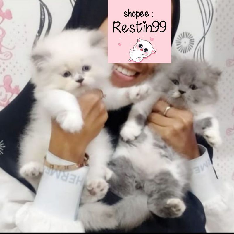 big sale restin99 anak kucing kitten Himalaya persia  / mainecoon. ragdoll peaknose. scotis. abu. pu