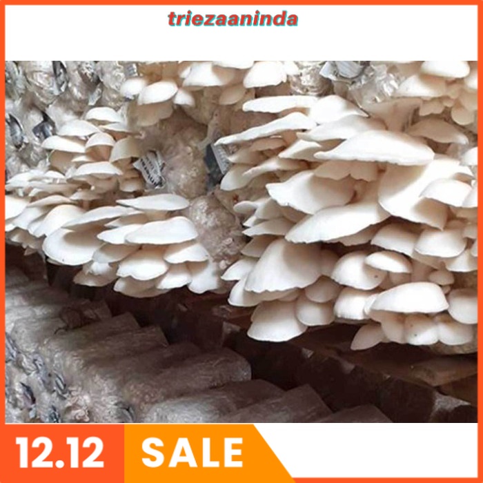 Pupuk Budidaya Jamur Tiram, Pupuk Jamur Tiram Terbaik