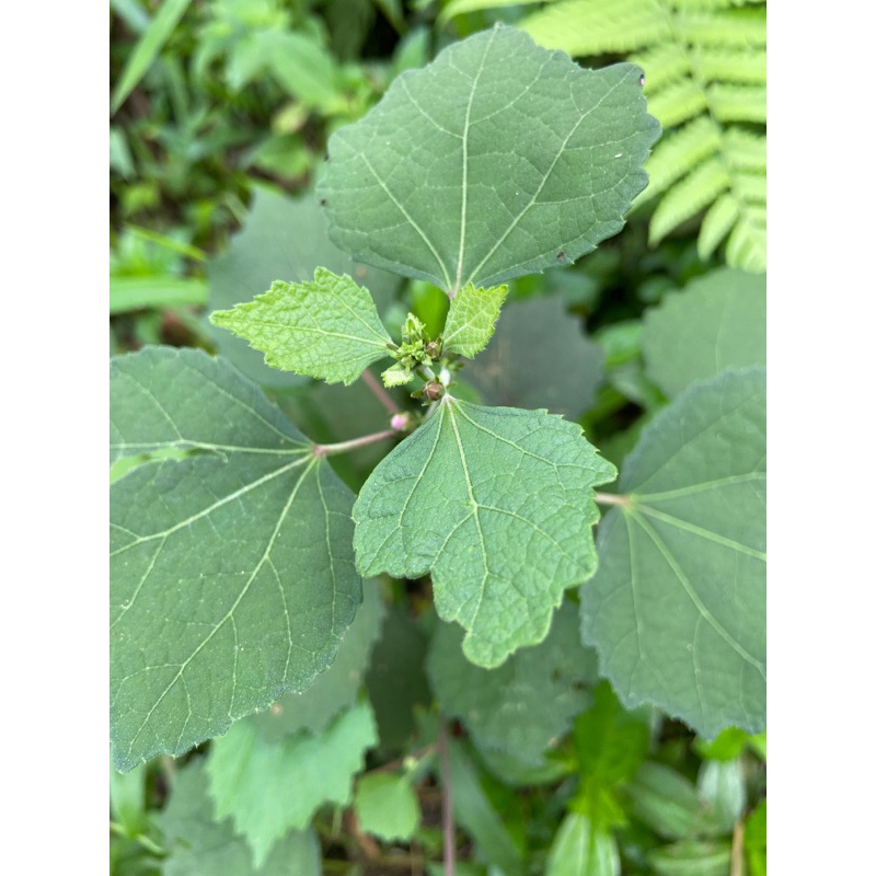 

Daun pulutan segar 1 kg petik langsung