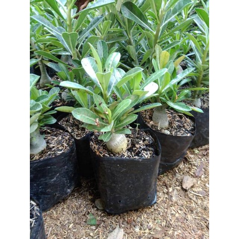 bahan bonsai kamboja jepang adenium bunga pink