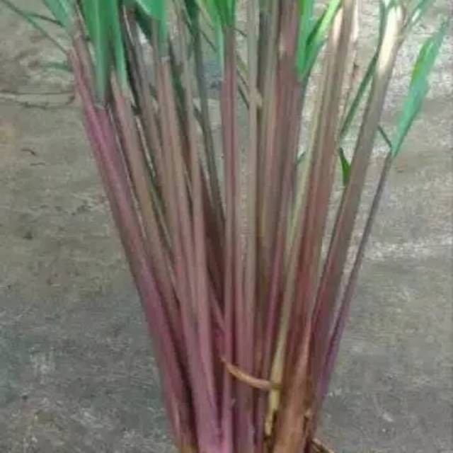 Serai Wangi Segar Serai Warna Merah 100 gram Organik Murah