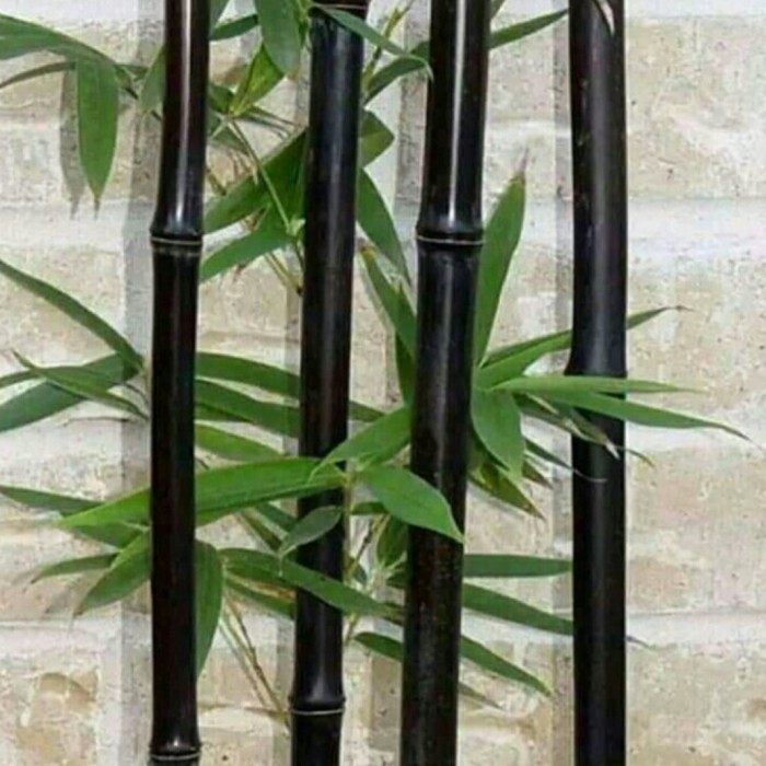 

Bibit bambu hitam - bibit stek bambu wulung asli siap tanam