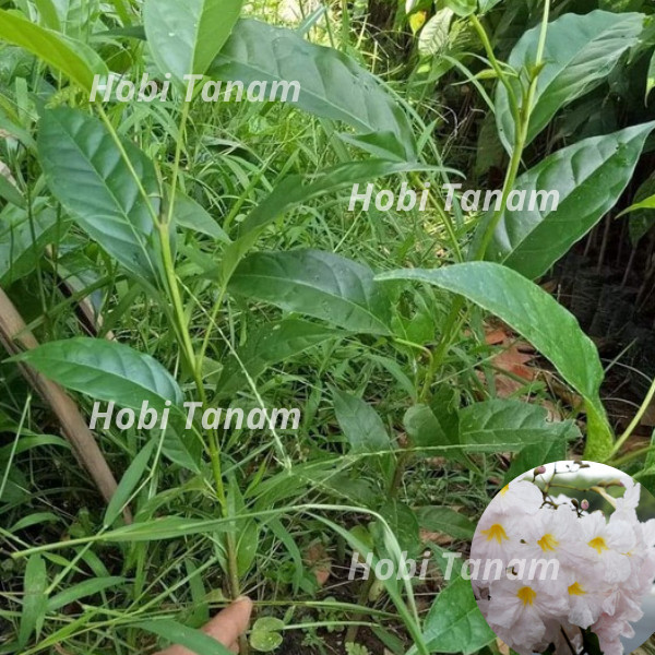 bibit tabebuya putih pohon tabebuya putih tanaman tabebuya putih bibit tanaman bunga tanaman hias