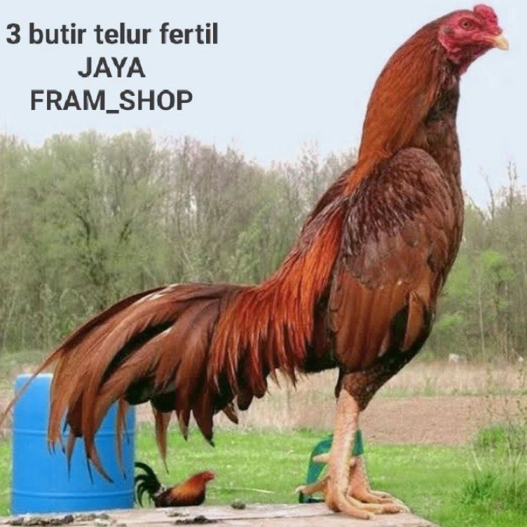 

promo!! telur ayam Bangkok super paket 3 butir