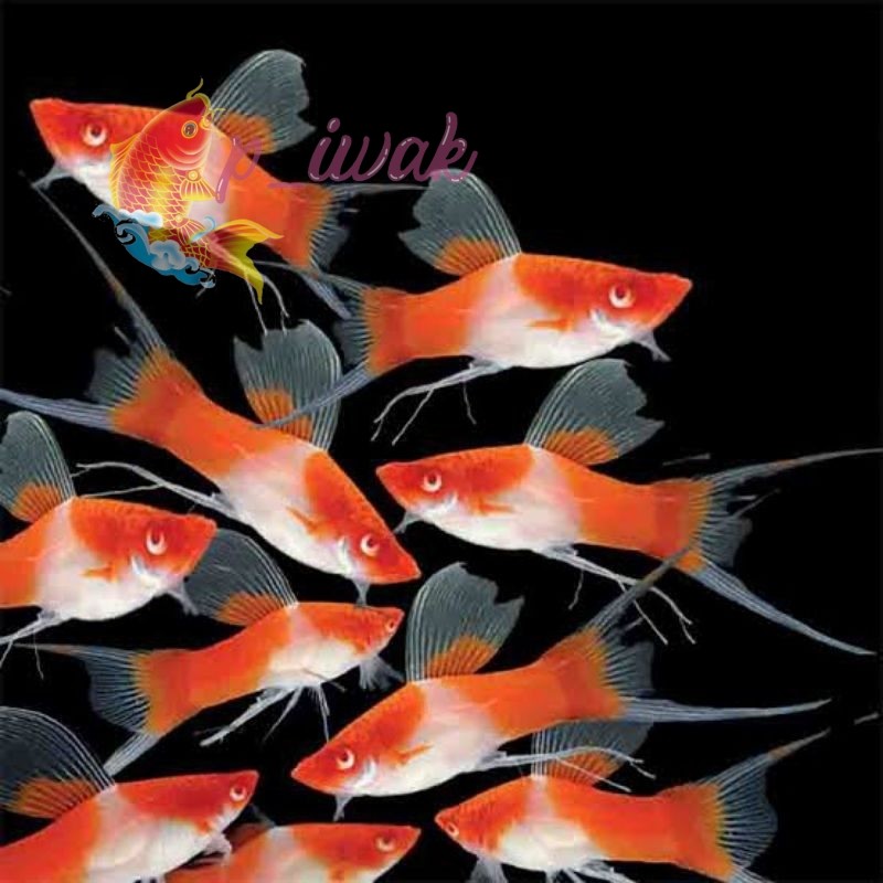 ikan HIASAN AQUARIUM MOLLY PLATY KOHAKU