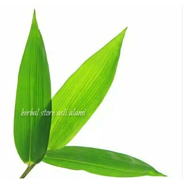 

Daun bambu segar buat herbal atau bungkus bakcang/bacang/kicang