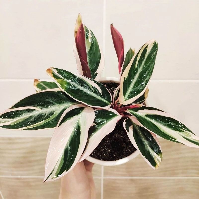 ( BISA COD ) Tanaman Hias Indoor Calatea Multicolour Bunga Hias Calathea Meranti Bali / Tanaman Hidu