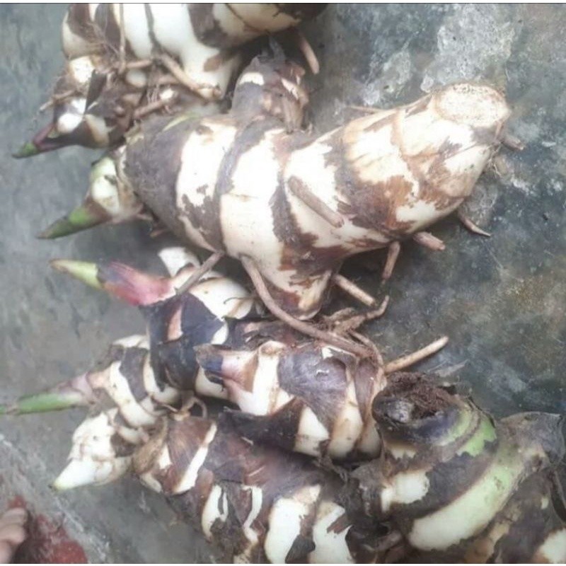 

#Umbi ganyong putih segar 500gram, baru d panen ketika orderan masuk