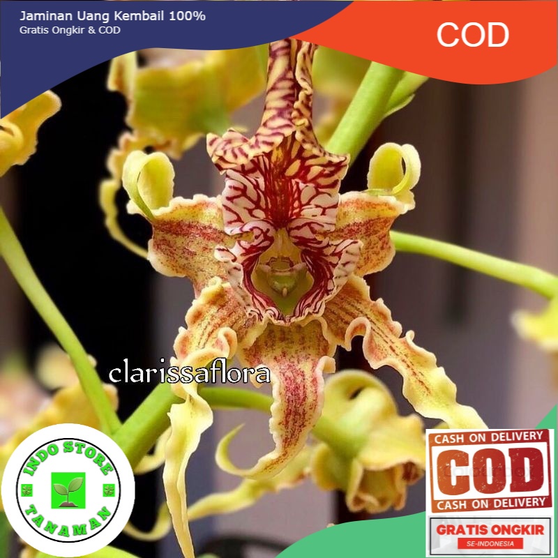 ANGGREK DENDROBIUM SPECTABILE-sudah Knop/Spike-DENDROBIUM-ANGGREK DENDROBIUM DEWASA-BUNGA HIAS ANGGR