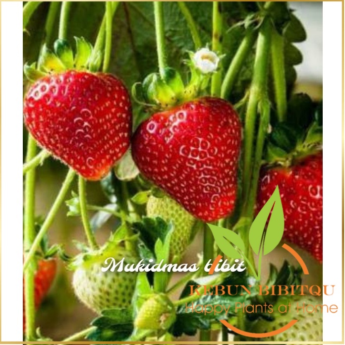 bibit strowbery cepat berbuah Kebun BibitQu