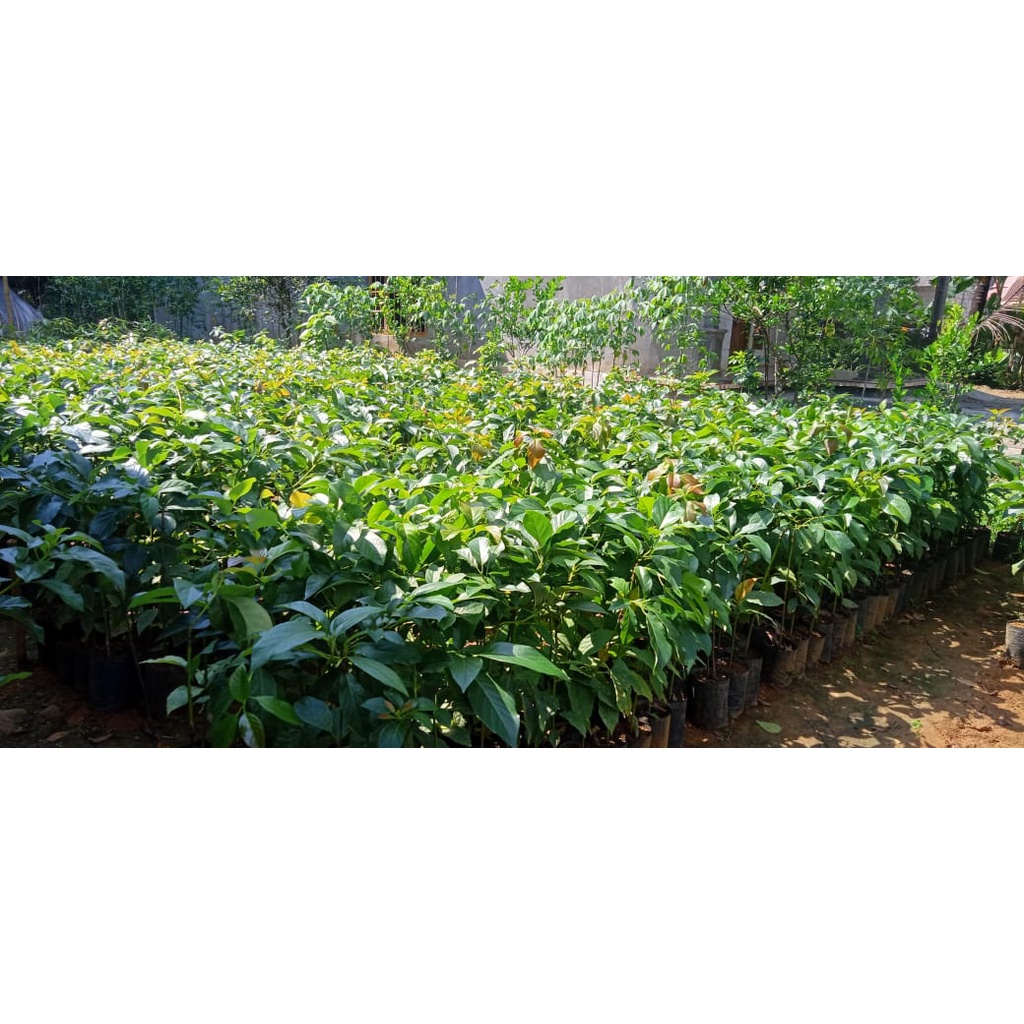 Alpukat Hass atau Alpukat Australia Unggul