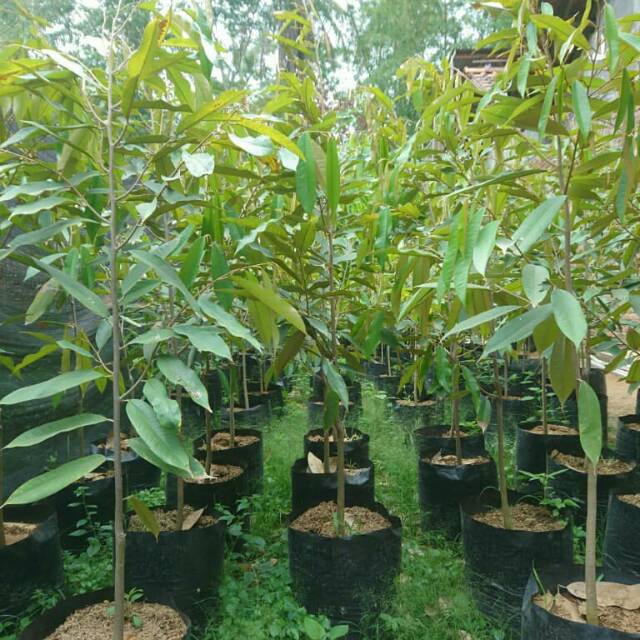 Bibit Durian Musangking  1 Meter Up