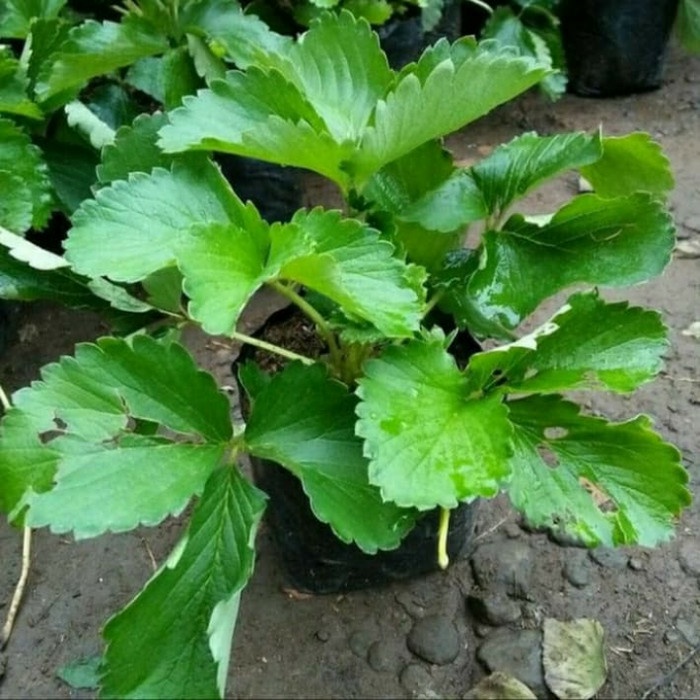 

ADAH PLANT GARDEN'S >NEW!!! strawberry ausi - strawberry jumbo - pohon strawberry