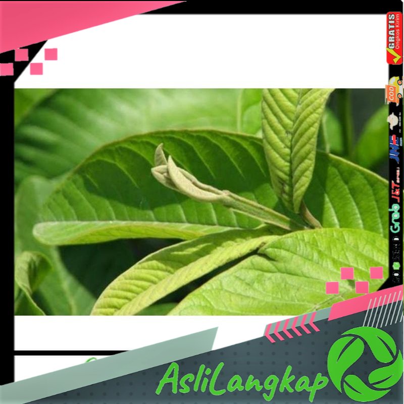 

Daun Jambu Biji Segar 100gram