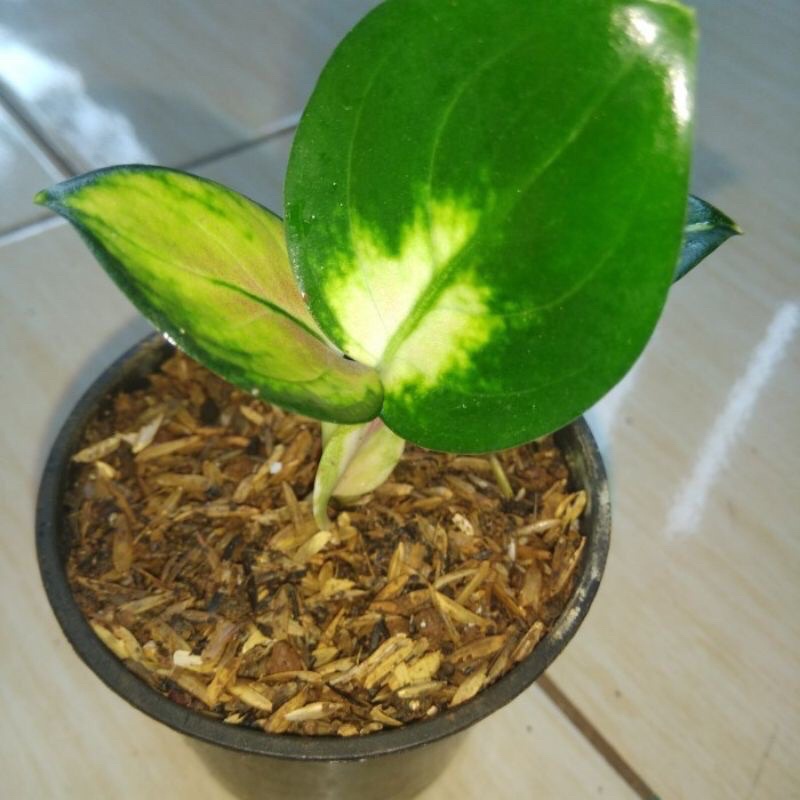 BABY AGLONEMA SULTAN BRUNAI// AGLONEMA SULTAN BRUNEI//SB