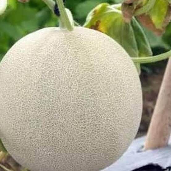 50 BENIH MELON MADU