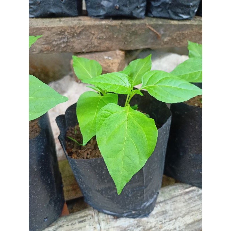 BIBIT CABAI KAMPUNG 1 POHON BIBIT CENGEK MERAH BIBIT CABE RAWIT CABE ACUNG BIBIT LOKAL CABUTAN