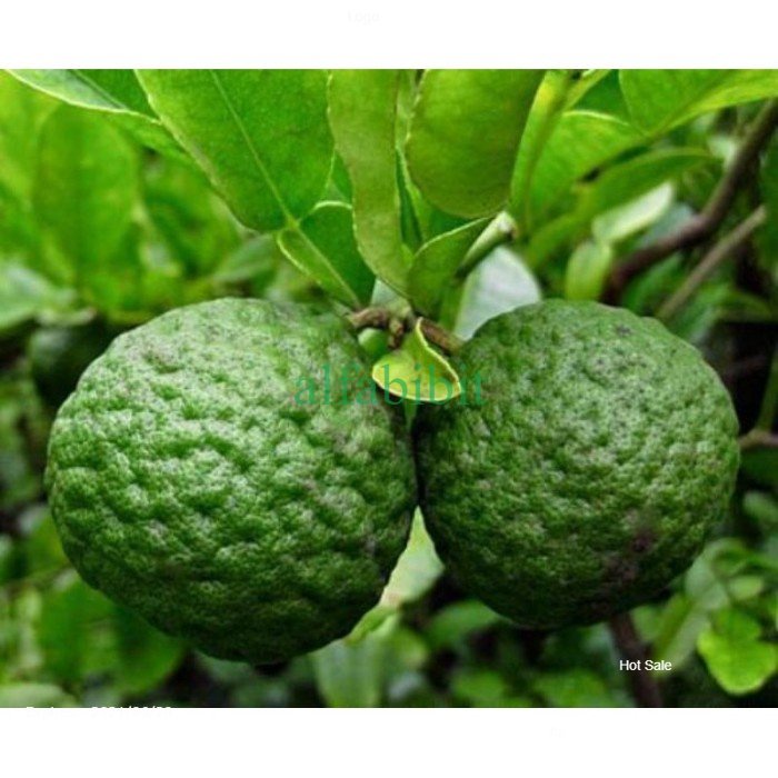 BIBIT JERUK LIMAU BERBUAH LEBAT (BUAT SAMBAL)