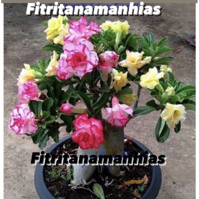 PROMO ADENIUM BUNGA TUMPUK 3 kembang berbeda