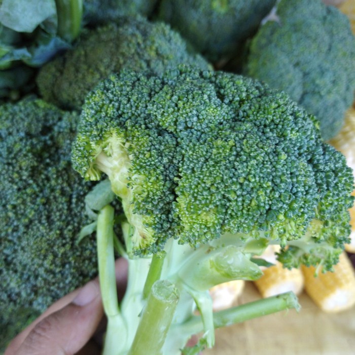 

Brokoli Segar Sayur Harian