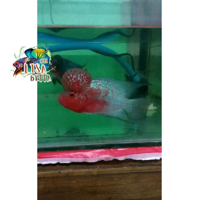 hiasan aquarium Ikan louhan lohan SRD GEN ORI burayak 2 3 cm BELI 3 GRATIS 1 super grade