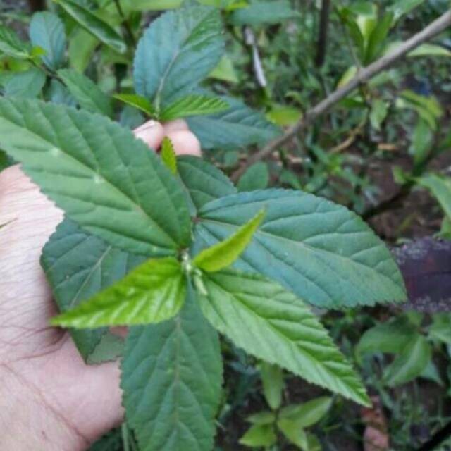 bibit tanaman sidaguri / sidagori / tanaman herbal