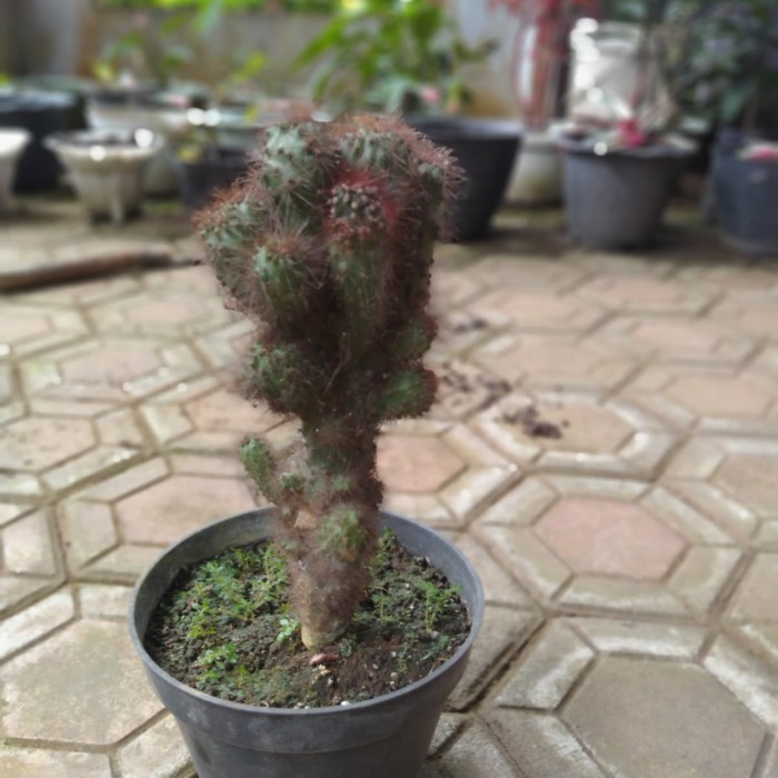 

Bumi excotic Tanaman hias kaktus mini indoor