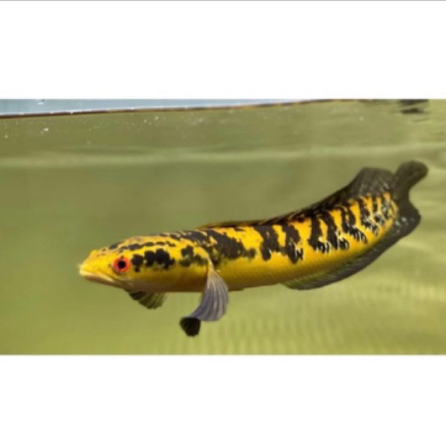 YS SENTARUM YELLOW berkualitas 10-30cm Spek Kontes ( bonus pelet+stikerr) STANDFISH