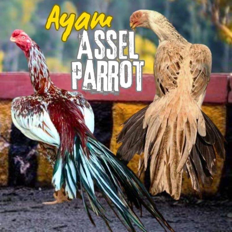 

telur ayam assel Parrot bisa untuk di tetaskan