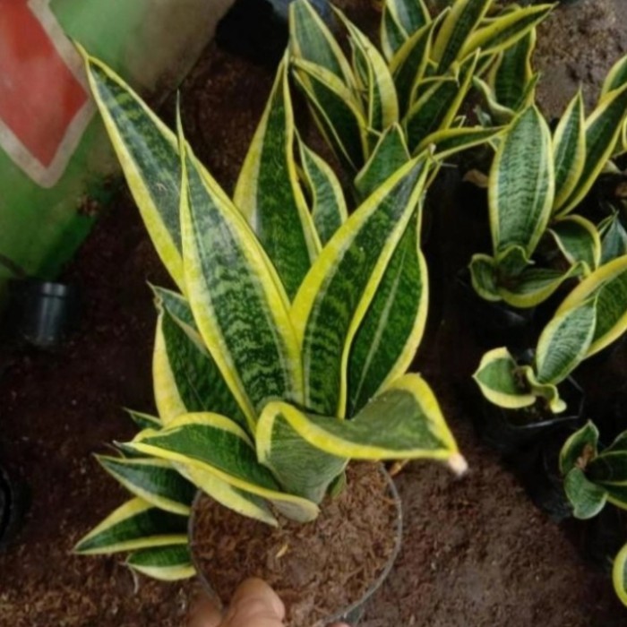 pohon sensivera golden tanaman hias sensivera golden lidah mertua