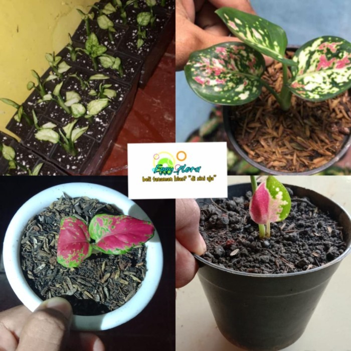 paket 4 aglonema bibit super white threecolor red anja suksom