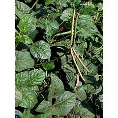 

Daun Kacang Tunggak Tolo 500gr