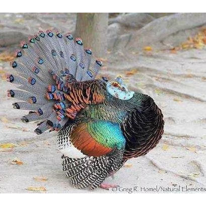 TELUR AYAM HIAS KALKUN PELANGI SIAP DI TETASKAN