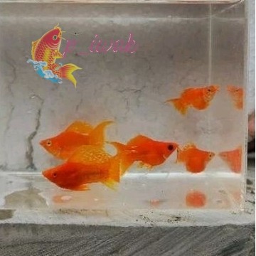 Hiasan akuarium MOLLY SUNKIST BALLON CAWANG (PAKET 5 EKOR) lokal pride