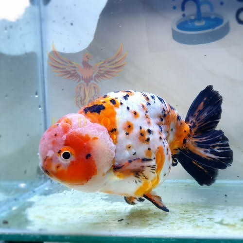 Kebutuhan aquarium ikan mas koki Ranchu lion head three color. - S
