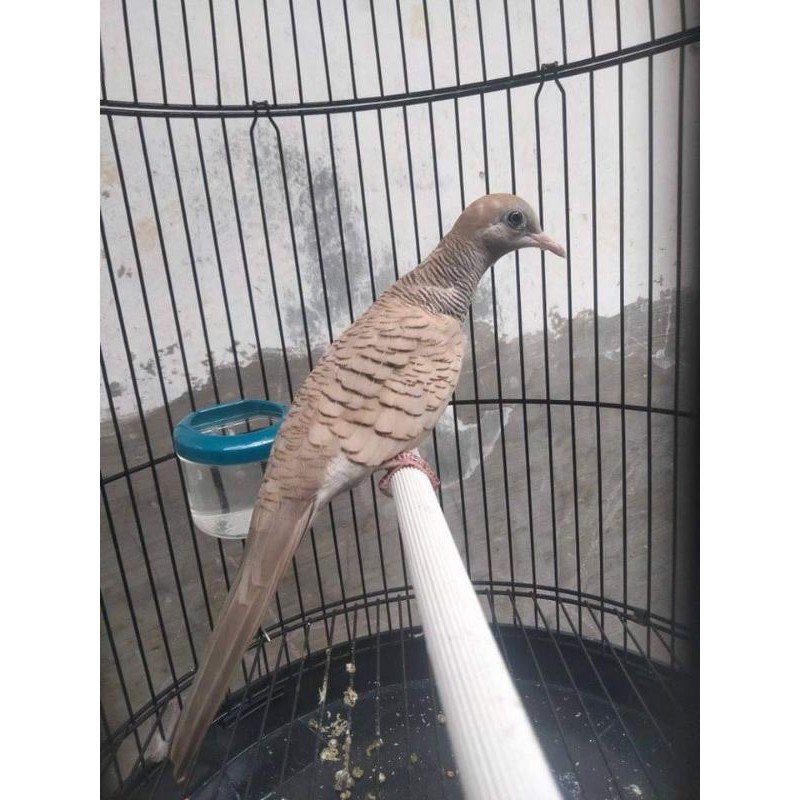 Perkutut silver burung gacoran rajin bunyi jantan mulus