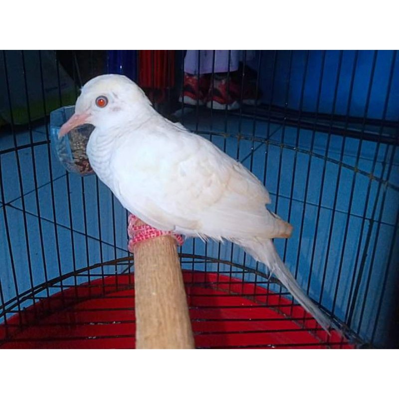 Perkutut putih mat4 merah lurik Gacoran rawatan mulus