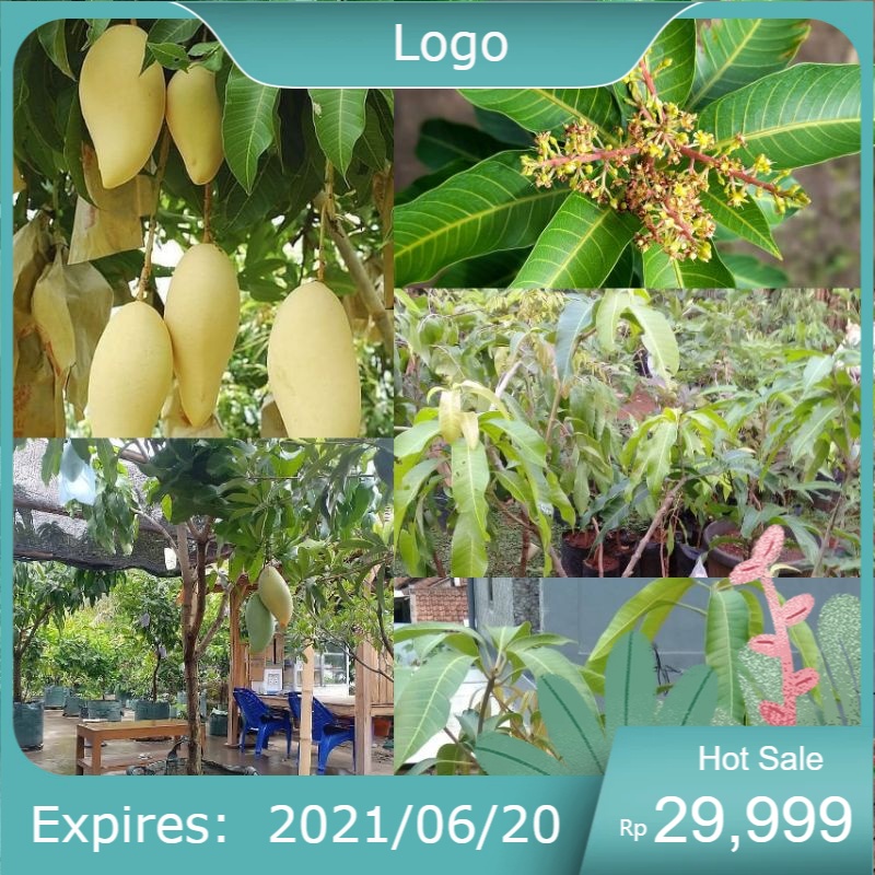 Bibit mangga namdokmai(golden) ( seedling ,)