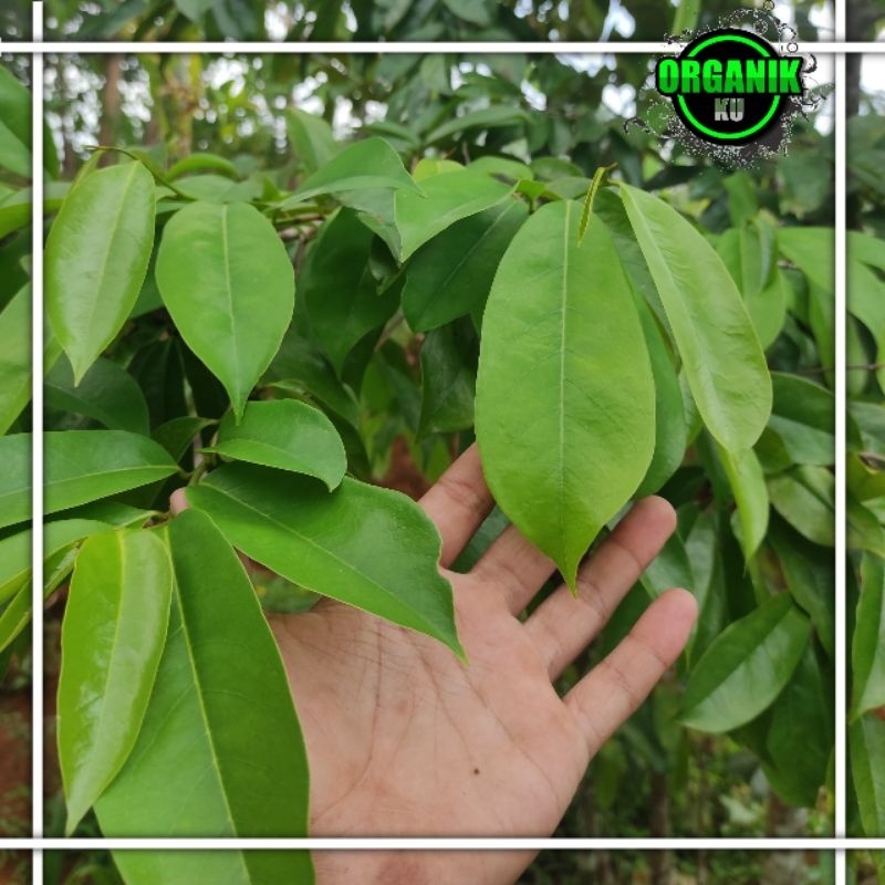 

Daun sirsak segar organik paket hemat termurah