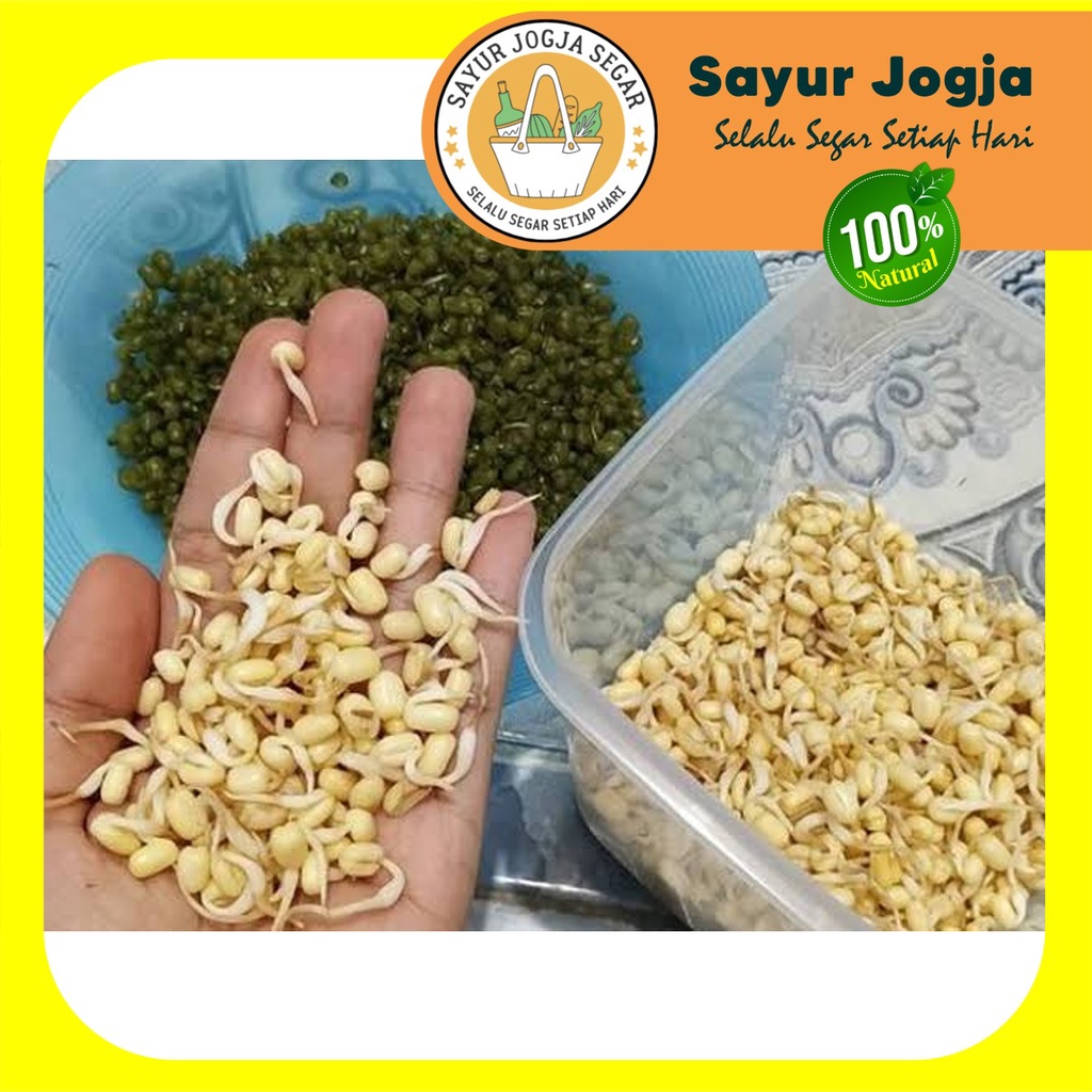 

Toge / Tauge / Kecambah PENDEK per 250 gram - Sayur Jogja