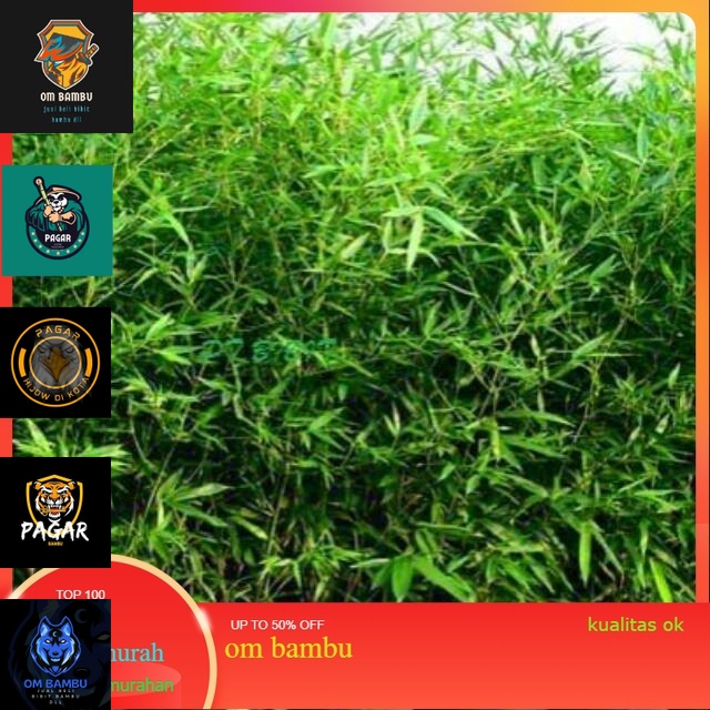 Ready Bibit Tanaman Hias Bambu Mini Cina Hijau PROMO TINGI 80CM