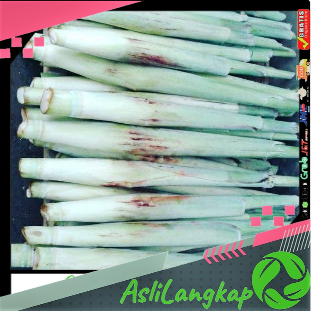 

Terubuk Trubuk Turubuk Endog Tiwu Bunga Telur Telor Tebu 1kg